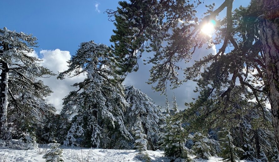 Прекрасный зимний пейзаж в горах Троодос